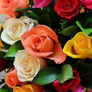 Meet your Posher, Norma